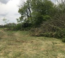 Défrichage et déboisement en cours