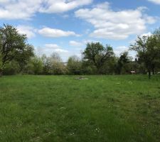 Défrichage et déboisement en cours