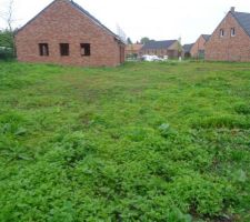 La moutarde étouffe plutôt bien les mauvaises herbes !