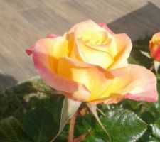 Les premières roses du jardin