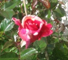 Les premières roses du jardin