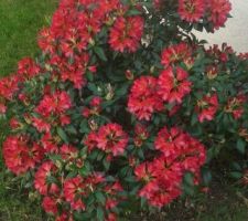 Le Rhododendron à la porte d'entrée