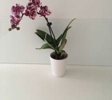 Nouvelle mini orchidée !!!
