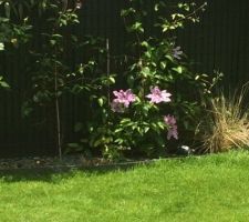 Clematite en fleur