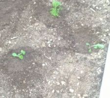 Plantation plan de courgettes, et aubergine