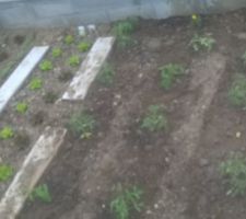 Plantation radis, salades, plan de tomates (marmande, russe, ananas, cerise) et quelques oeillets dinde pour éloigner les pucerons.