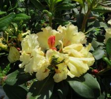 Rhododendron