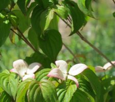 Fleurs cornouillier