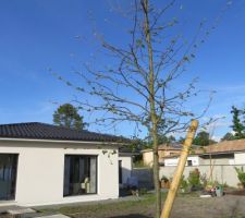 Tilia rancho