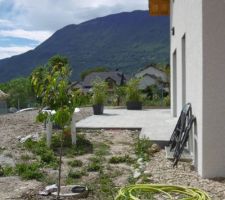 Cerisier en pot derrière la maison pour le moment