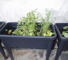 Jardinière plantes aromatiques