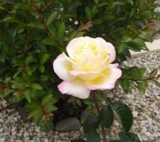 Les premières roses du jardin