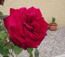 Rose du jardin