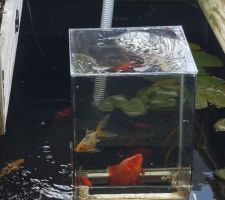 Comment mettre vos poissons en avant quand vous avez une bassin profond
