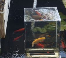 Comment mettre vos poissons en avant quand vous avez une bassin profond