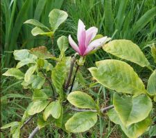 Magnolia " Suzanne"