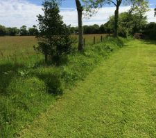 Talus où l'herbe a été taillé il y a 3 semaines.