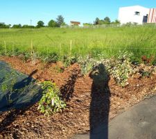 Toujours une vue de la haie champêtre. Haie posée seulement côté rue. côté terrain autour de nous, j'attends la construction d'autres maisons pour le moment