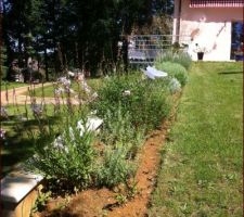 Massif de plantes pour " terrains secs "