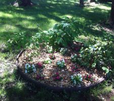 Près de la grille d'entrée, un premier massif d'hortensias et de bégonias