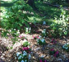 Près de la grille d'entrée, un deuxième  massif d'hortensias et de bégonias