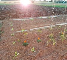 Petit jardin en attendant le gazon en octobre