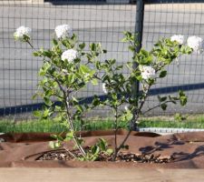 Viburnum burkwoodi 'Anne Russel', très parfumé