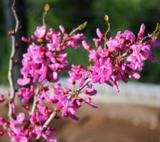 Cercis chinensis 'Avondale'