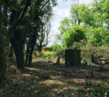Désencombrement des déchets et arbres