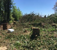 Désencombrement des déchets et arbres