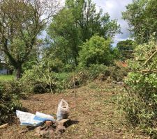 Désencombrement des déchets et arbres