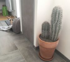 Nouveau cactus