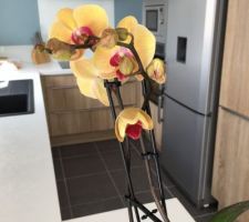Nouvelle orchidée mon cadeau de fête des mères.