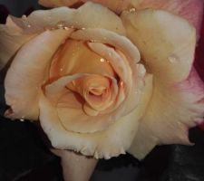 Mes roses parfum&eacute;es....