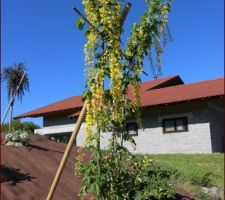 Laburnum 'Vossii' (cytise)