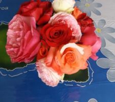 Roses du jardin