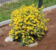 Coronille de la garrigue (transplantée)