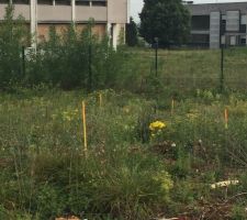 Piquets pour délimiter où ils vont creuser