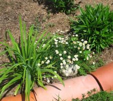 Jardin fleuri : erigeron