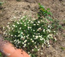 Jardin fleuri : erigeron qui cache un mahonia