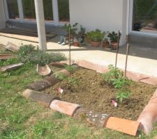 Jardin potager :-) 3 pieds de tomates cerise