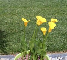 Floraison en ce 05 juin 2017