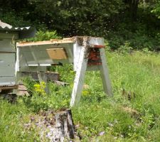 La mise en place du paquet d?abeilles