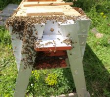 Mise en place du paquet d'abeilles