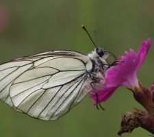 Mai 2017 la nature commence à prendre possession de notre environnement.