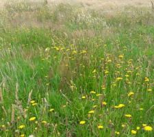 Terrain en friche
