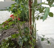 Les premières tomates  profitent du soleil matinal.........