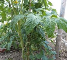 Premières tomates allongées, olivettes.....