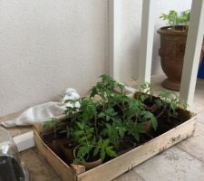 Semis en neurcerie