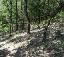 Vers le bas du terrain, début du déboisement